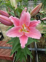 [4336 Benson VH No02.JPG]